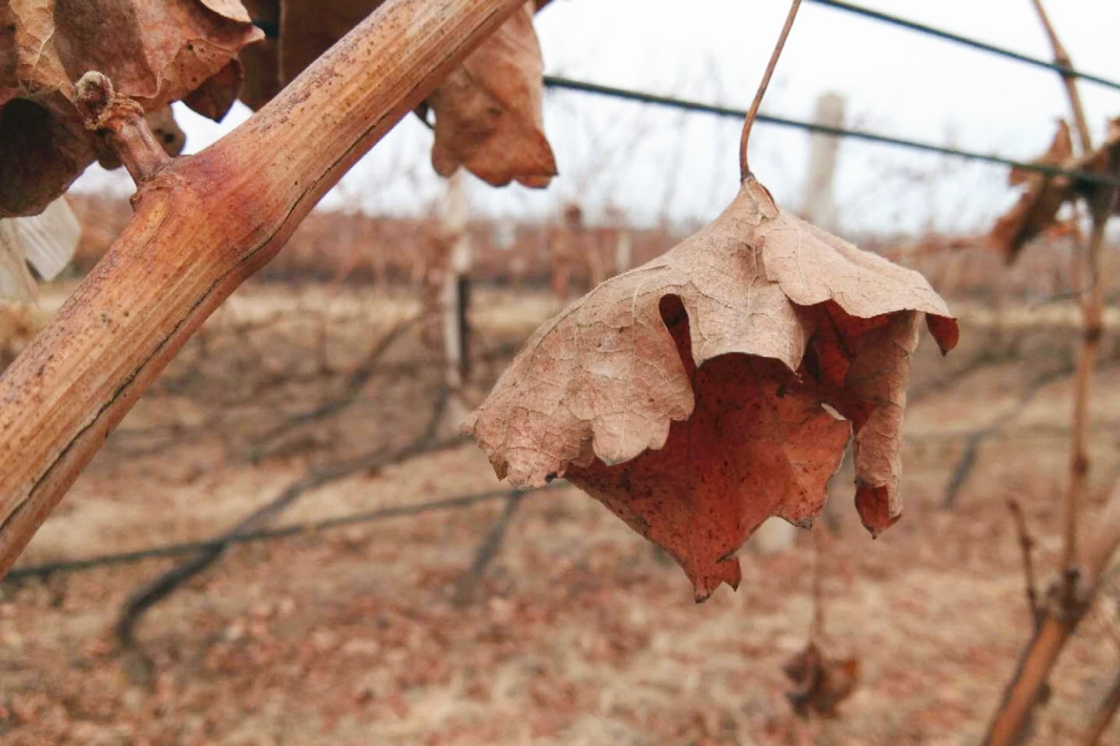 15507987688946.jpg 5.jpg