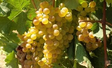 �������Ƽ�ʱ��حһ��Ҫ���ľ������Ѿ�֮�����Ѿƣ�ά�ɵ�ŵ��