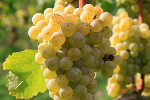 �������Ƽ�ʱ��حһ��Ҫ���ľ������Ѿ�֮�����Ѿƣ�Ůʿ��ᷣ�