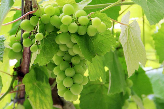 �������Ƽ�ʱ��حһ��Ҫ���ľ������Ѿ�֮�����Ѿƣ���������ŵ��