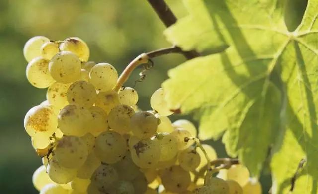 �������Ƽ�ʱ��حһ��Ҫ���ľ������Ѿ�֮�����Ѿƣ������أ�