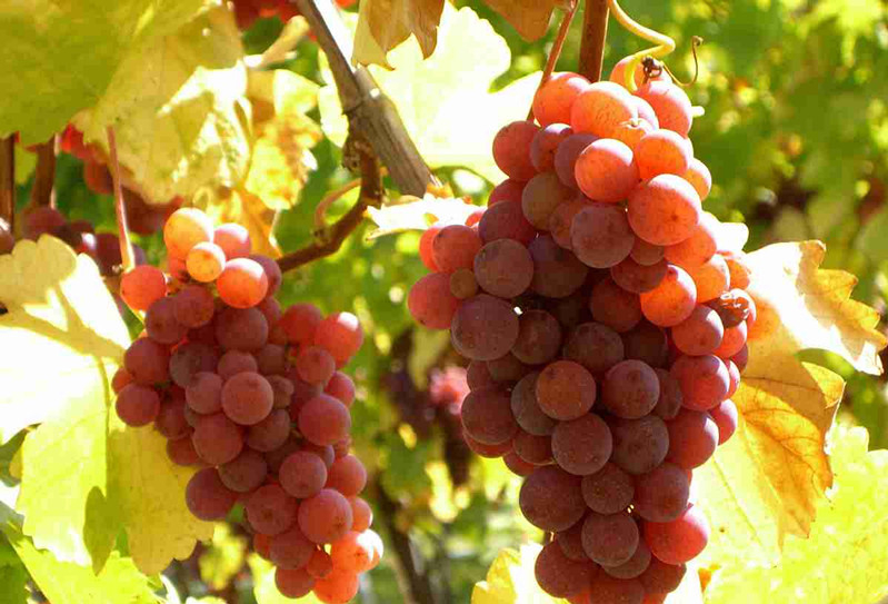 �������Ƽ�ʱ��حһ��Ҫ���ľ������Ѿ�֮�����Ѿƣ���������