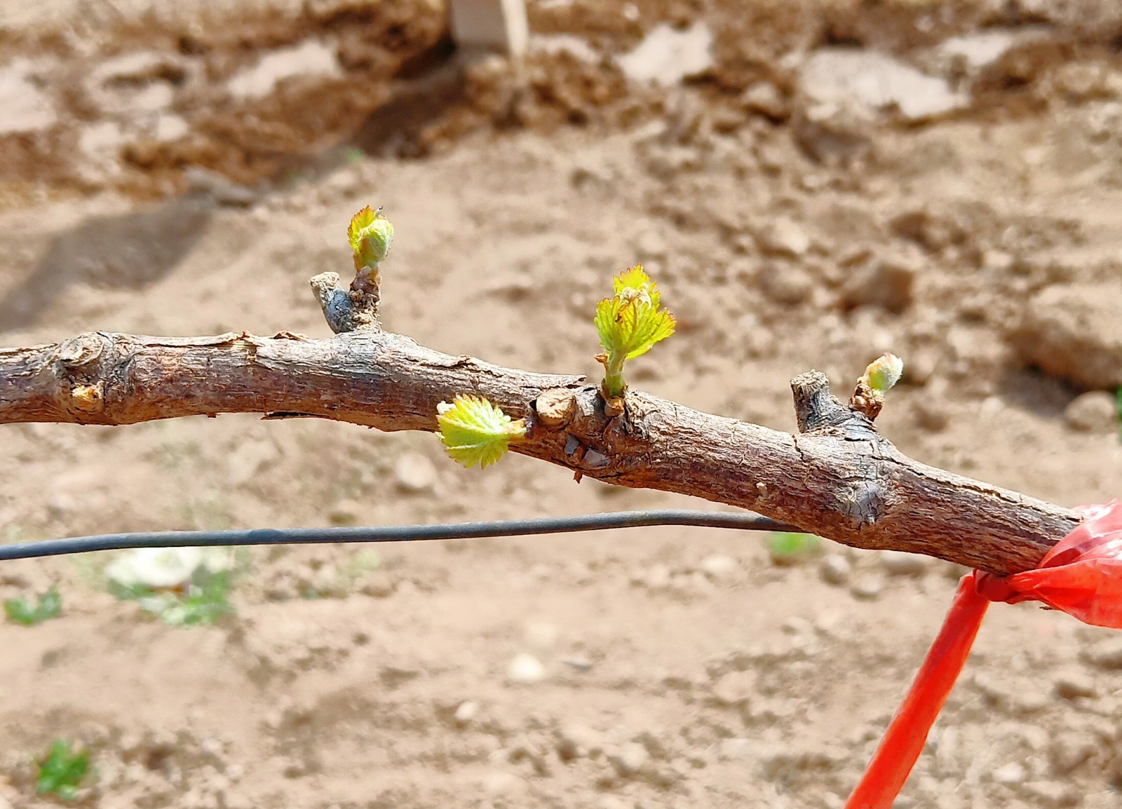 15872555738645.jpg 微信图片_20200401171529.jpg