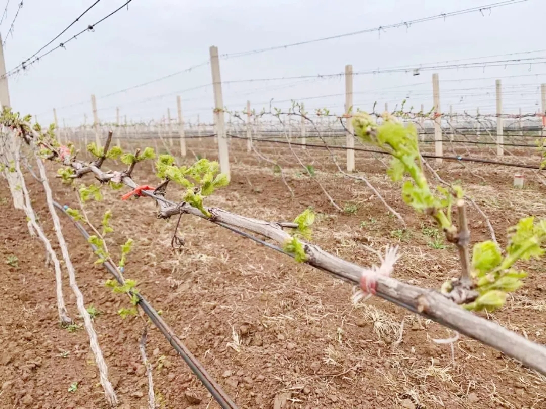 ���� ����ԭ��Ұ��������������������԰��