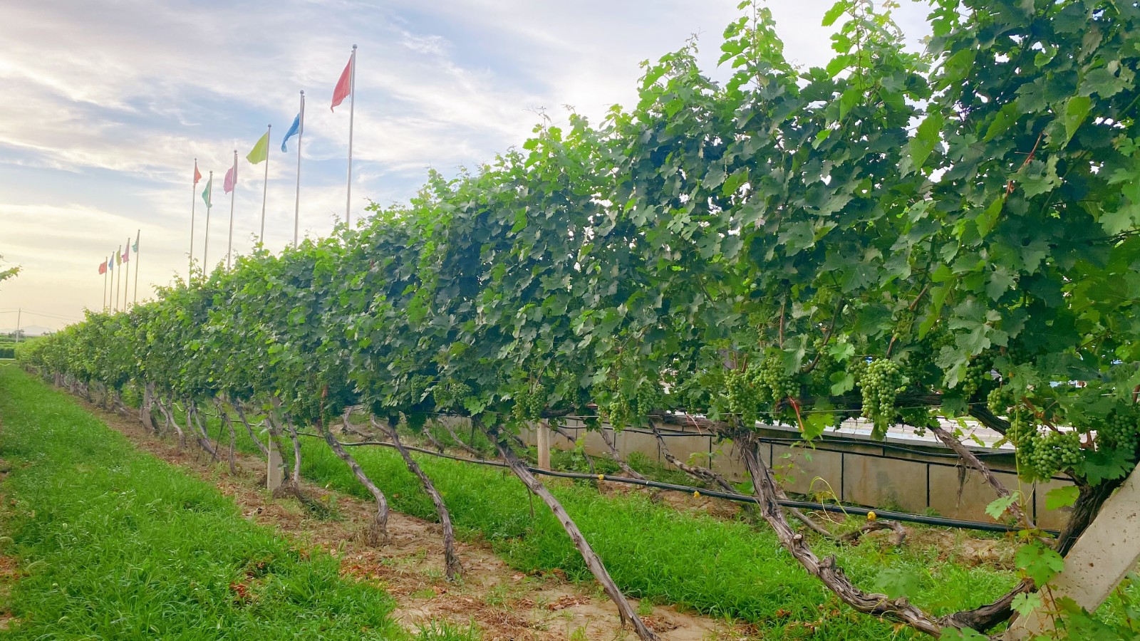 16258822677293.jpg ΢ÐÅͼƬ_20210705090052.jpg