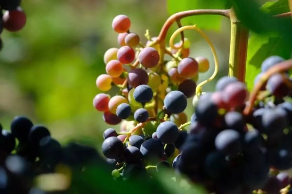 ���|| һ��һ������������������������з֡��ɫ