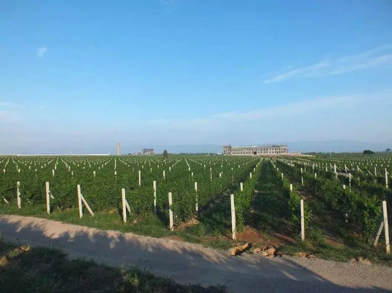 ������ׯ԰����̤����������������һ��΢���Ĵ���ʢ���������