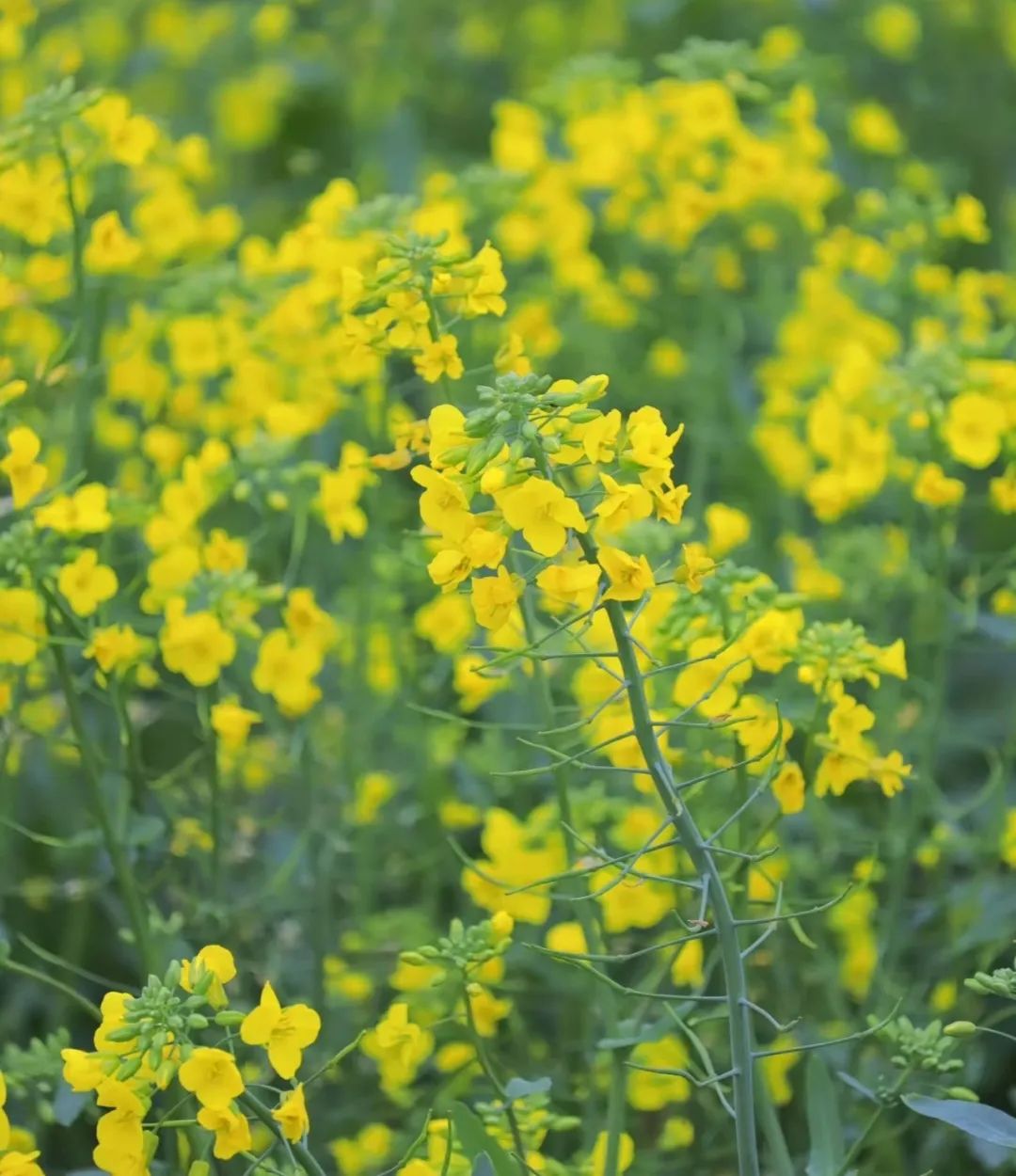 ����|Ѱ�Ҵ����΢��̤��֮��